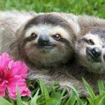 Sloths in love