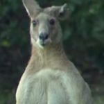 Kangaroo | SAY WHAT? | image tagged in kangaroo | made w/ Imgflip meme maker