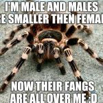 Attractive spider | I'M MALE AND MALES ARE SMALLER THEN FEMALES NOW THEIR FANGS ARE ALL OVER ME :D | image tagged in attractive spider | made w/ Imgflip meme maker