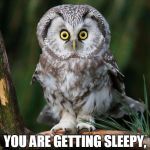 Owl | LOOK INTO MY EYES YOU ARE GETTING SLEEPY, VERY VERY SLEEPY | image tagged in owl | made w/ Imgflip meme maker