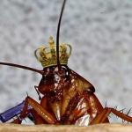 Cockroach King meme