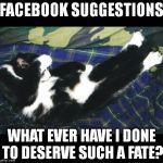 oh the humanity | FACEBOOK SUGGESTIONS WHAT EVER HAVE I DONE TO DESERVE SUCH A FATE? | image tagged in oh the humanity | made w/ Imgflip meme maker