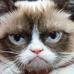 grumpy cat closeup