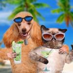 Cat and Dog Sipping Cocktails meme