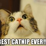 OMG Kitty | BEST CATNIP EVER!!! | image tagged in omg kitty | made w/ Imgflip meme maker