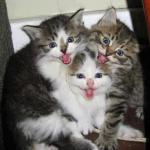 Happy kittens 