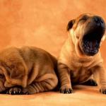 sleep yawn puppies