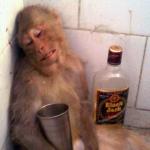 drunk monkey meme