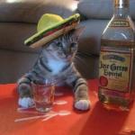 Party Cat