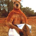 buff kangaroo meme