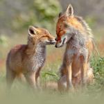 foxes