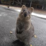 Quokka Birthay