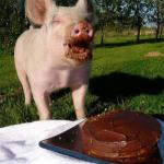 Happy Birthday Pig