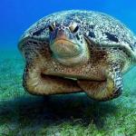 Seriously Skeptical Sea Turtle