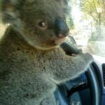 Driving koala  meme