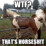 WTF Cow | WTF? THAT'S HORSE$H!T | image tagged in wtf cow | made w/ Imgflip meme maker
