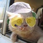 fear and loathing kitty