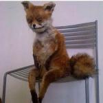 Fucked fox
