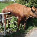 Bad day cow