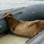 Seal on a rubber boat