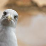 Curious Seagull