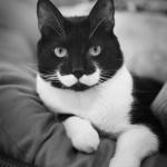 mustache cat