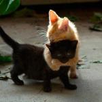 kitten hug meme