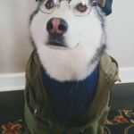 Hipster Husky | PFFT, I ONLY LISTEN TO ORGANICALLY GROWN MUSIC | image tagged in hipster husky,hipster,wtf,face palm | made w/ Imgflip meme maker