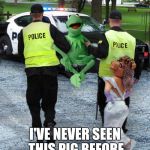 Kermit The Frog Arrsestes | I'VE NEVER SEEN THIS PIG BEFORE | image tagged in kermit the frog arrsestes,the muppets,miss piggy,kermit the frog | made w/ Imgflip meme maker