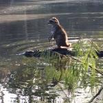 raccoon-alligator-riding meme