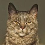 Cat boss Meme Generator - Imgflip