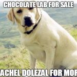 Rachel dolezals dog | CHOCOLATE LAB FOR SALE CALL RACHEL DOLEZAL FOR MORE INFO | image tagged in lab,rachel dolezal | made w/ Imgflip meme maker