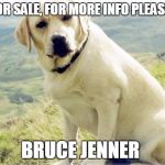 Bruce Jenner's cat | CAT FOR SALE, FOR MORE INFO PLEASE CALL BRUCE JENNER | image tagged in lab | made w/ Imgflip meme maker