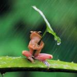 Frog with umbrella meme