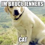 bruce jenner had a sex change if u didnt know  | IM BRUCE JENNERS CAT | image tagged in lab | made w/ Imgflip meme maker