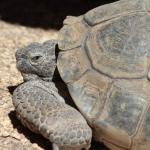 Grumpy Tortoise