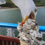 Greedy Seagull
