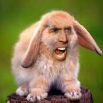 Nicolas Cage Bunny meme