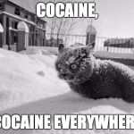 cocaine cat | COCAINE, COCAINE EVERYWHERE | image tagged in cocaine cat | made w/ Imgflip meme maker