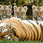 Tiger cub trio