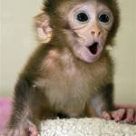 Surprised baby monkey