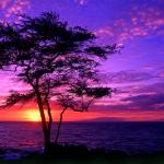 Sunrise purple beauty