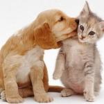 Puppy kisses kitten meme