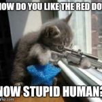 CatSniper | HOW DO YOU LIKE THE RED DOT NOW STUPID HUMAN? | image tagged in catsniper | made w/ Imgflip meme maker