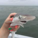 baby shark talks