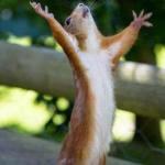 Squirrel Praising