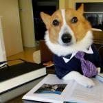 lawyer dog