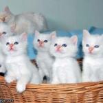 White Cute Kittens meme