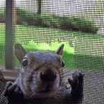 Window Screen Squirrel