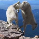 Fucked up goat